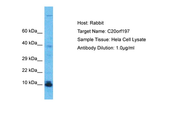 C20orf197 Rabbit Polyclonal Antibody