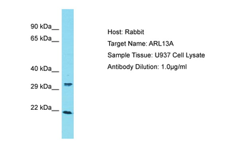 ARL13A Rabbit Polyclonal Antibody