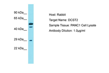 DCST2 Rabbit Polyclonal Antibody