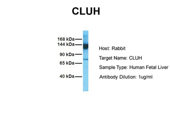 CLUH Rabbit Polyclonal Antibody