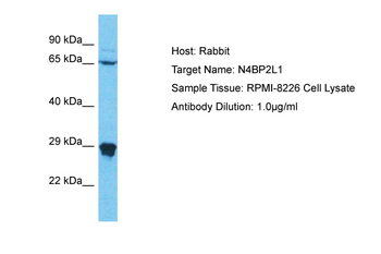 N4BP2L1 Rabbit Polyclonal Antibody