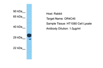 OR4C45 Rabbit Polyclonal Antibody