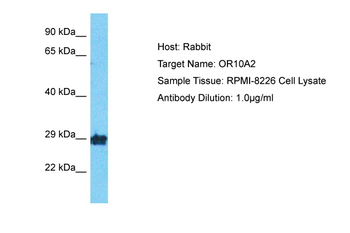 OR10A2 Rabbit Polyclonal Antibody
