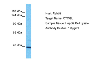OTOGL Rabbit Polyclonal Antibody