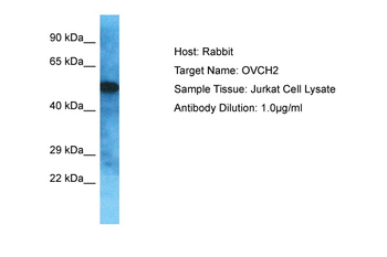 OVCH2 Rabbit Polyclonal Antibody