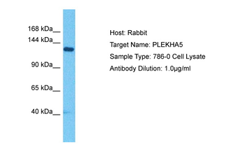 PLEKHA5 Rabbit Polyclonal Antibody