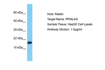 PPIAL4G Rabbit Polyclonal Antibody