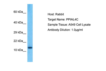 PPIAL4C Rabbit Polyclonal Antibody
