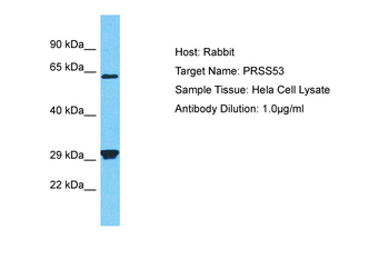 PRSS53 Rabbit Polyclonal Antibody