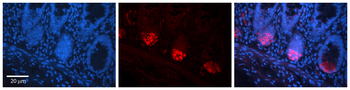TMEM26 Rabbit Polyclonal Antibody