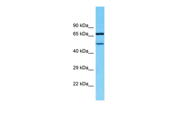 TMEM232 Rabbit Polyclonal Antibody
