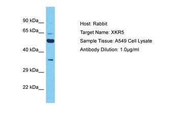 XKR5 Rabbit Polyclonal Antibody