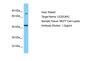CCDC85C Rabbit Polyclonal Antibody