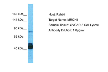 MROH1 Rabbit Polyclonal Antibody