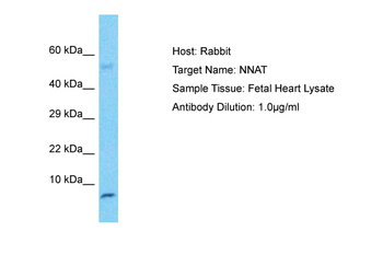 NNAT Rabbit Polyclonal Antibody