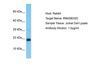 RNASEH2C Rabbit Polyclonal Antibody