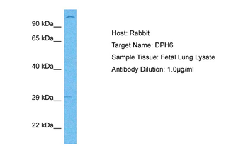 DPH6 Rabbit Polyclonal Antibody