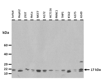 EIF5A Rabbit Polyclonal Antibody