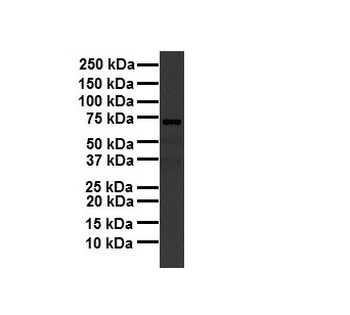 MTRR Rabbit Polyclonal Antibody