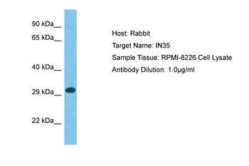 IFI35 Rabbit Polyclonal Antibody