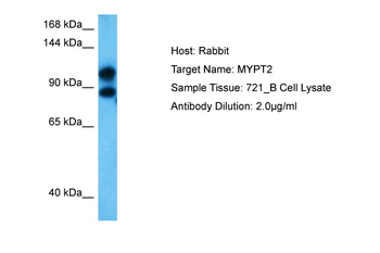 PPP1R12B Rabbit Polyclonal Antibody