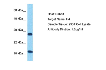 HIST4H4 Rabbit Polyclonal Antibody
