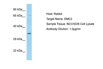 EMC2 Rabbit Polyclonal Antibody
