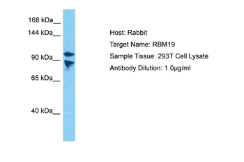 RBM19 Rabbit Polyclonal Antibody