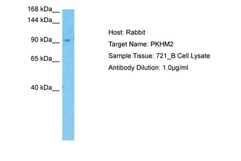 PLEKHM2 Rabbit Polyclonal Antibody