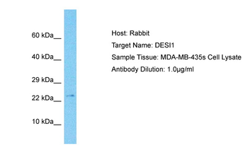 DESI1 Rabbit Polyclonal Antibody