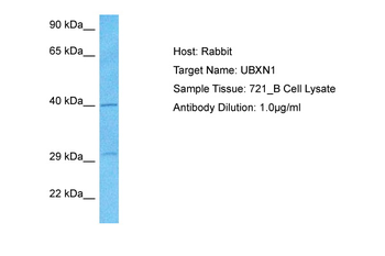 UBXN1 Rabbit Polyclonal Antibody