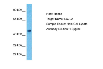 LUC7L2 Rabbit Polyclonal Antibody