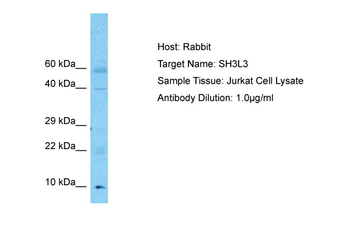 SH3BGRL3 Rabbit Polyclonal Antibody