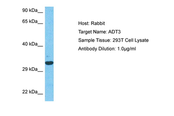 SLC25A6 Rabbit Polyclonal Antibody