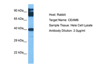 CEACAM8 Rabbit Polyclonal Antibody