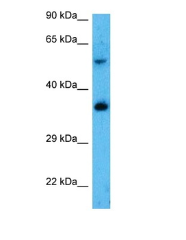 SLC25A3 Rabbit Polyclonal Antibody