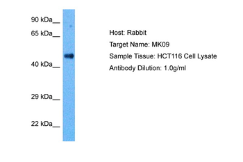 MAPK9 Rabbit Polyclonal Antibody