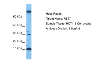 RPS27 Rabbit Polyclonal Antibody