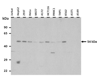 SLC2A3 Rabbit Polyclonal Antibody