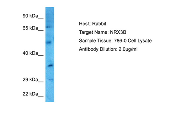 NRXN3 Rabbit Polyclonal Antibody