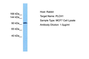 PLCH1 Rabbit Polyclonal Antibody