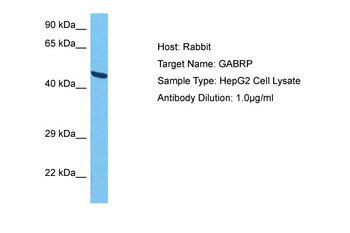 GABRP Rabbit Polyclonal Antibody