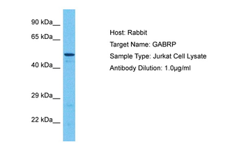 GABRP Rabbit Polyclonal Antibody