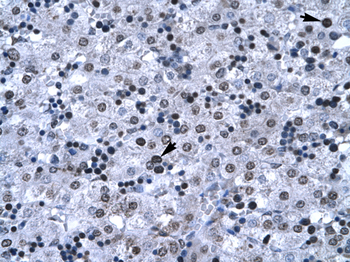 FOXG1A Rabbit Polyclonal Antibody