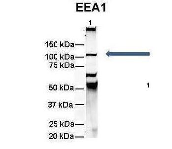 EEA1 Rabbit Polyclonal Antibody
