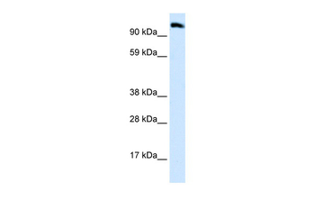 EEA1 Rabbit Polyclonal Antibody