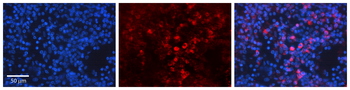 BAK1 Rabbit Polyclonal Antibody
