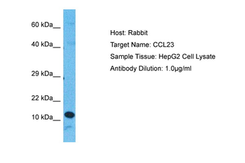 CCL23 Rabbit Polyclonal Antibody