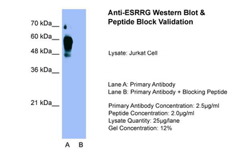 ESRRG Rabbit Polyclonal Antibody