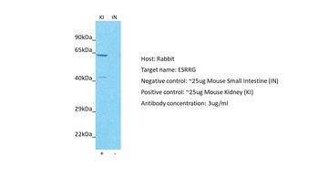 ESRRG Rabbit Polyclonal Antibody